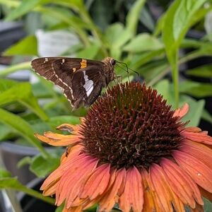 Meet your Posher, Liz